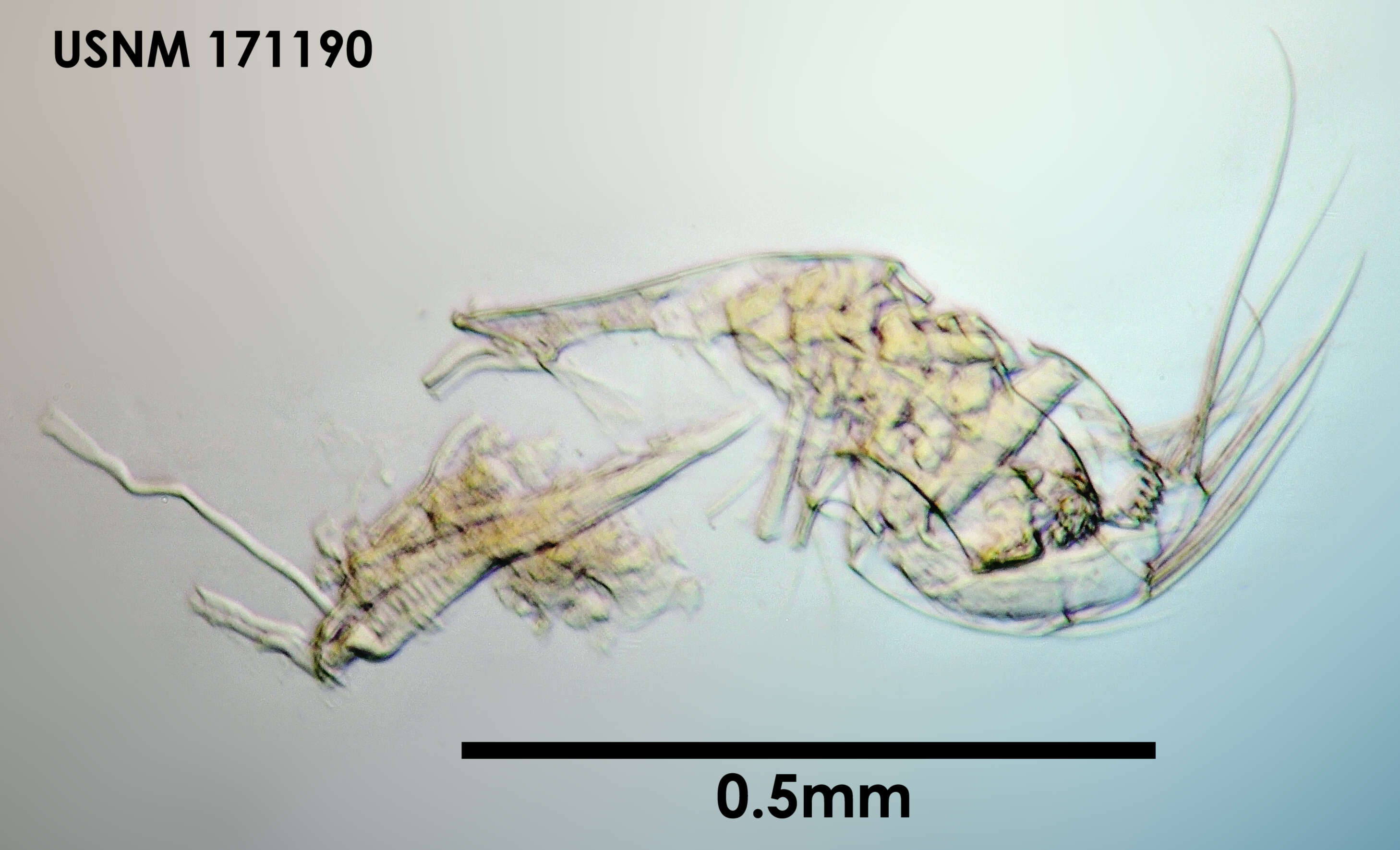 Image of Archiconchoecemma simula (Deevey 1982)