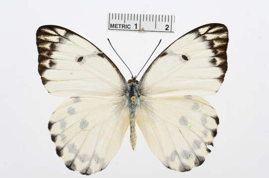 Image of Calypso Caper White