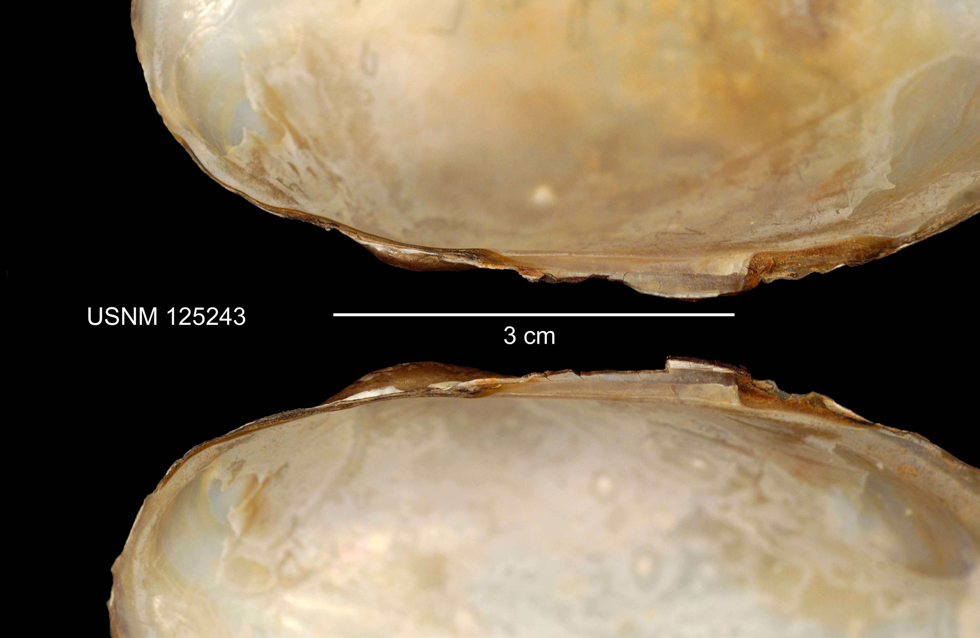 Imagem de Utterbackiana implicata (Say 1829)