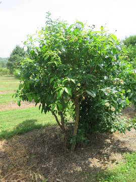 Image of common buttonbush