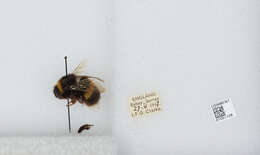 Image of White-tailed bumblebee