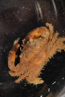 Image of Xanthidae