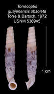 Imagem de Torrecoptis guajenensis obsoleta C. de la Torre & Bartsch 1972