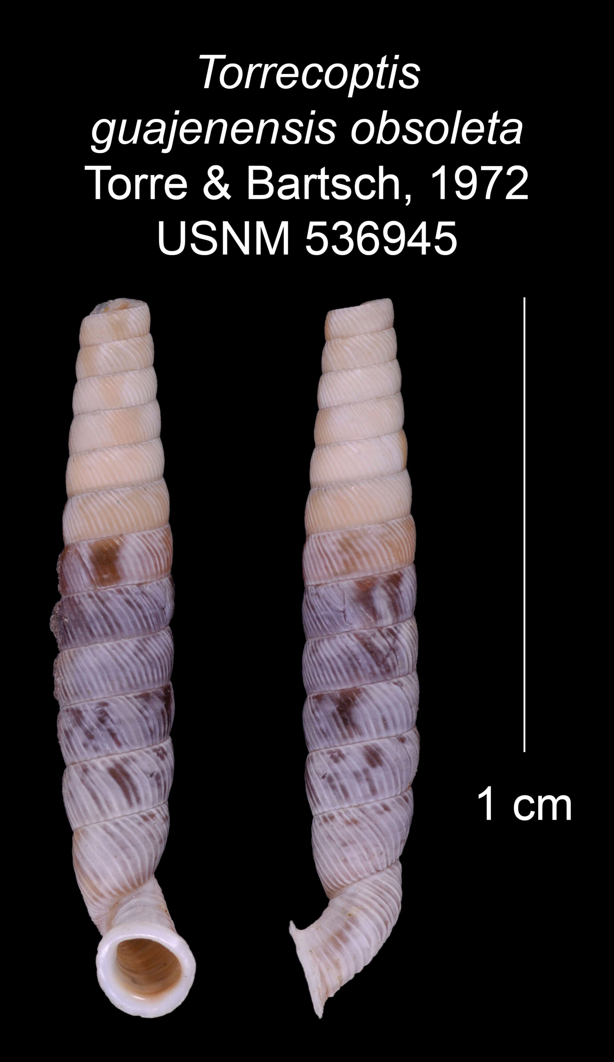 Imagem de Torrecoptis guajenensis obsoleta C. de la Torre & Bartsch 1972