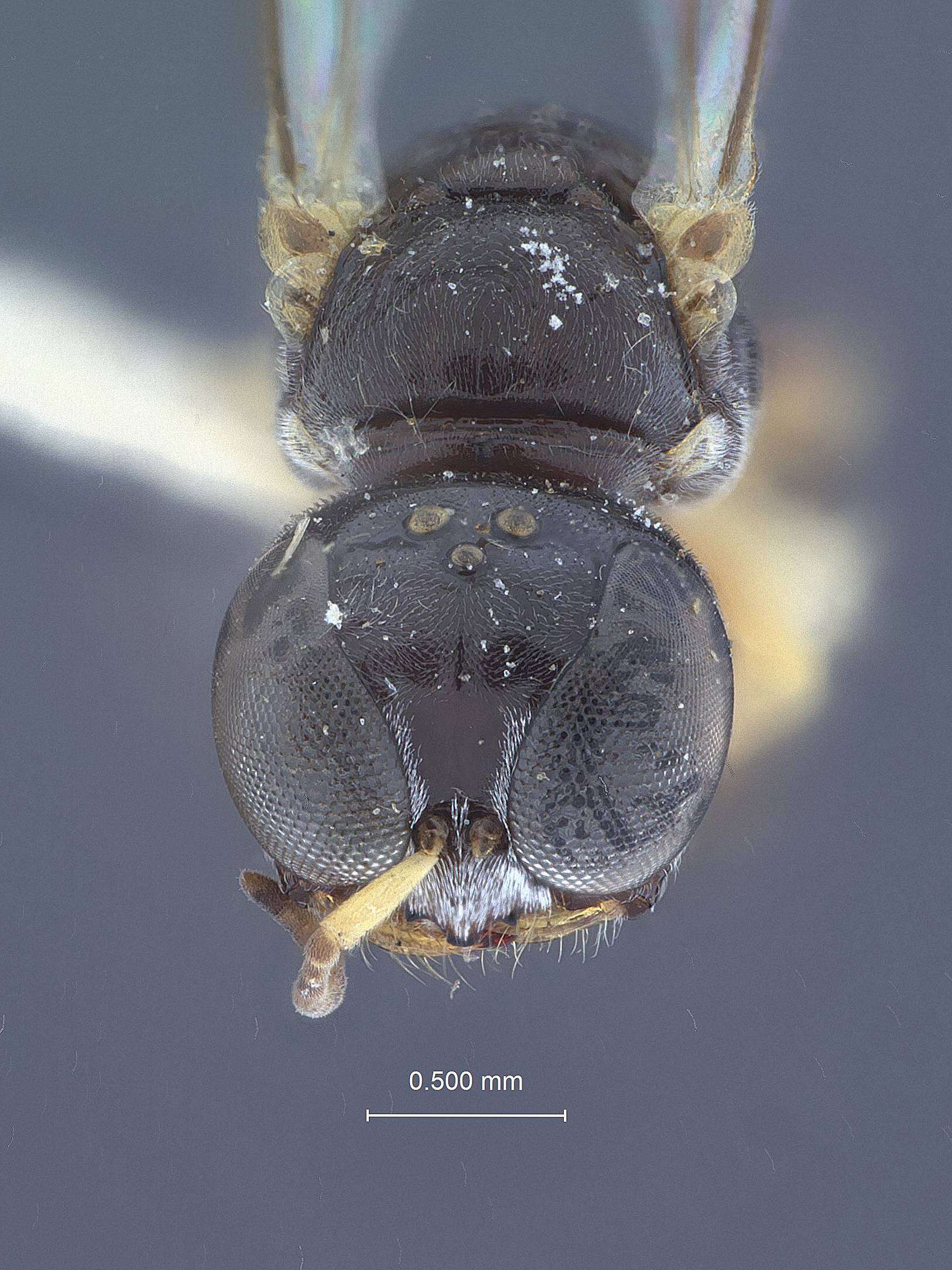 Image of Rhopalum pedicellatum Packard 1867