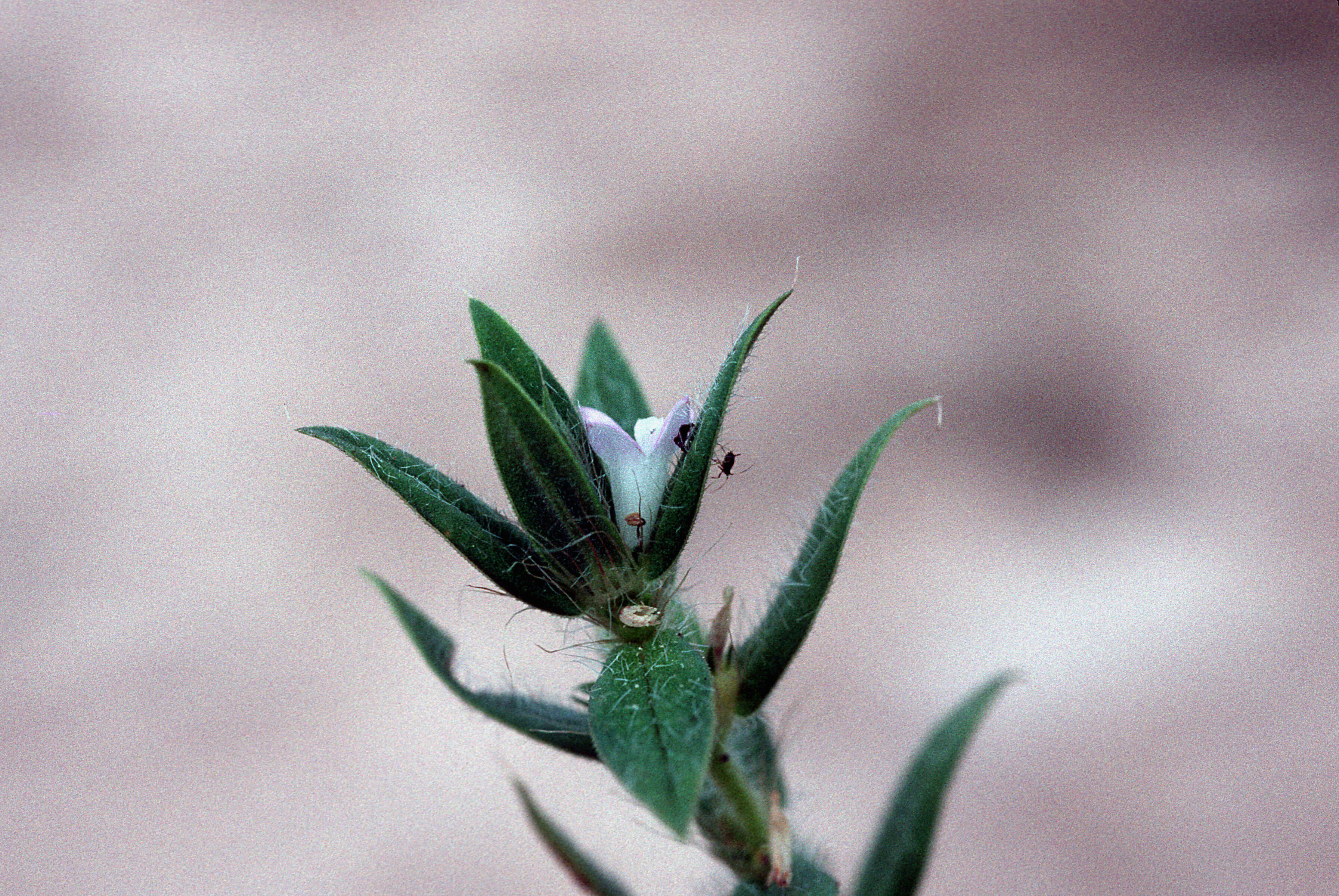 Image of stiff buttonweed