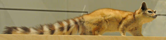 Image of Ringtail