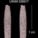 Imagem de Torrecoptis mameyensis jumaguaensis C. de la Torre & Bartsch 1972