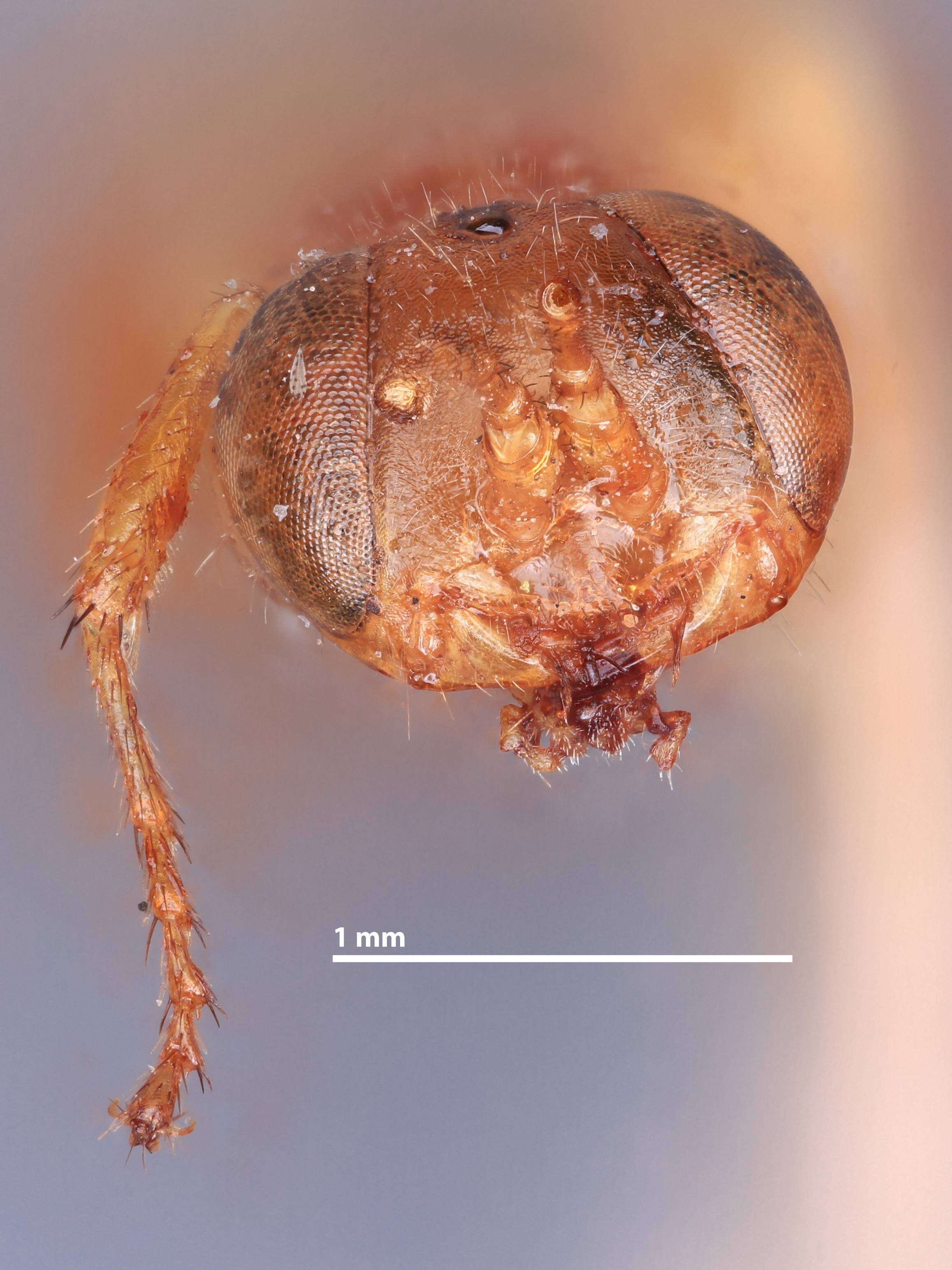 Image of Diploplectron ferrugineum Ashmead 1899