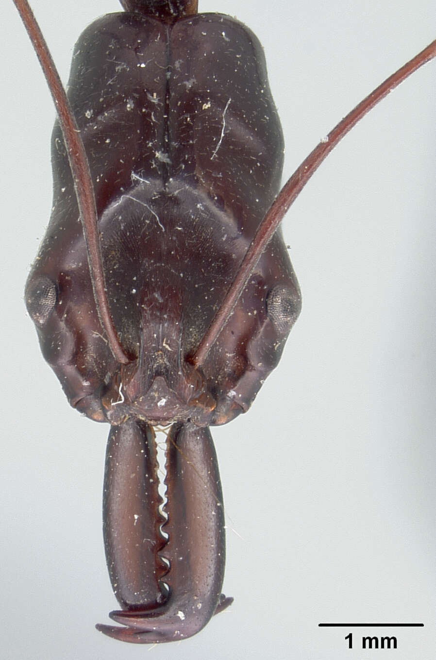 Image of Odontomachus imperator Emery 1887