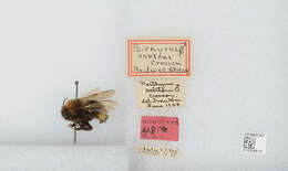 Image of Ashton's Cuckoo Bumblebee