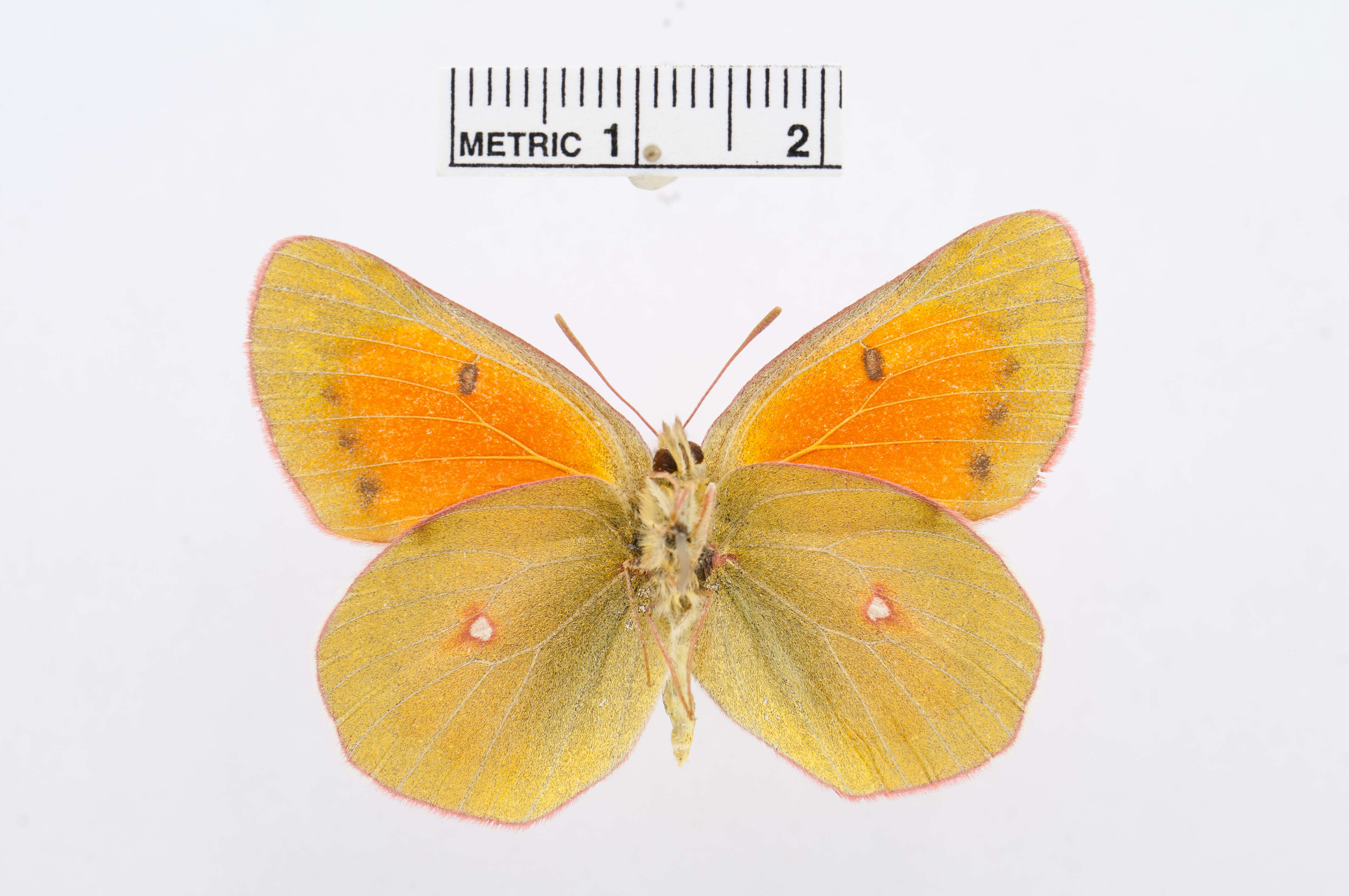 Image of Colias erschoffi Alphéraky 1881