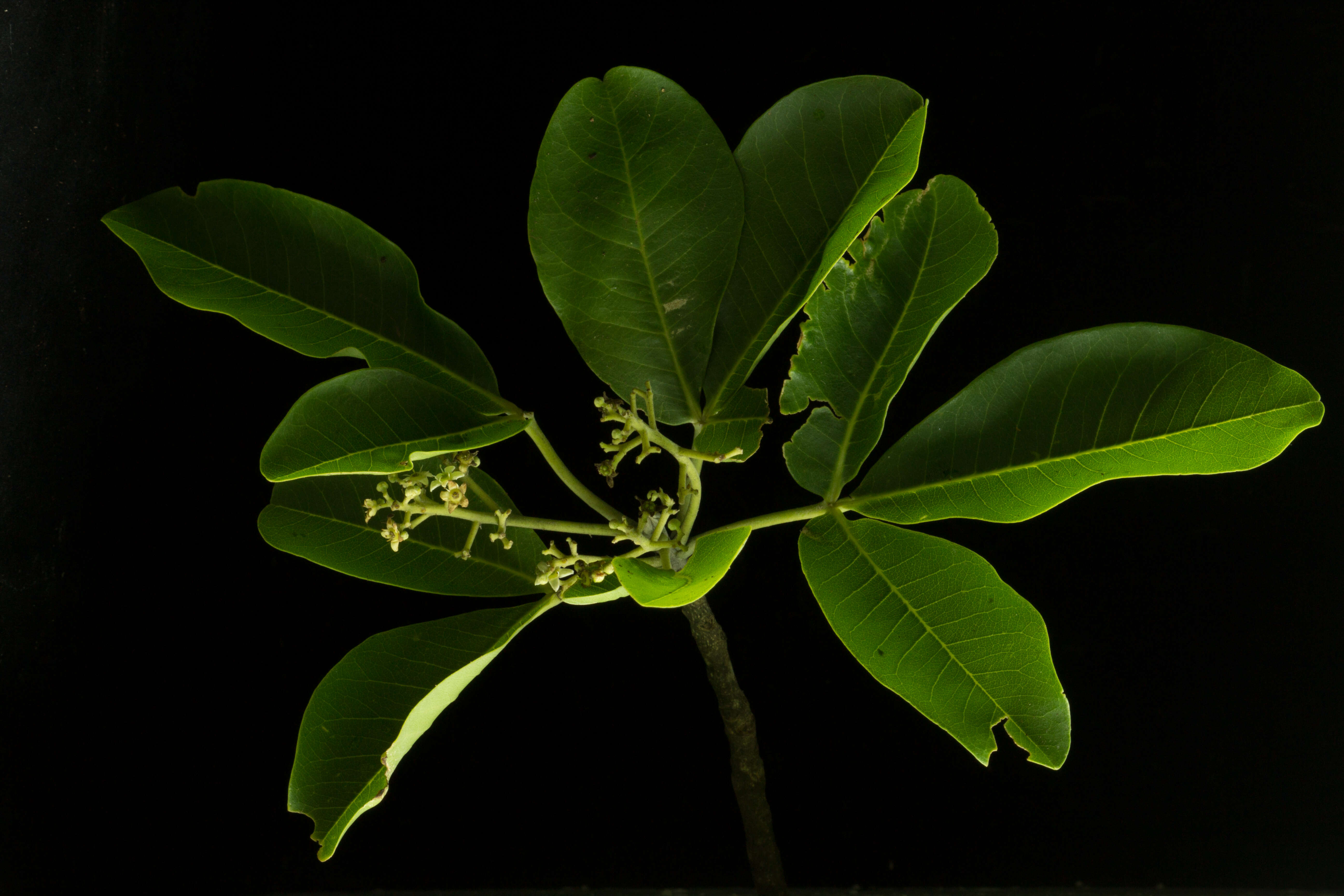 Image of Esenbeckia Kunth
