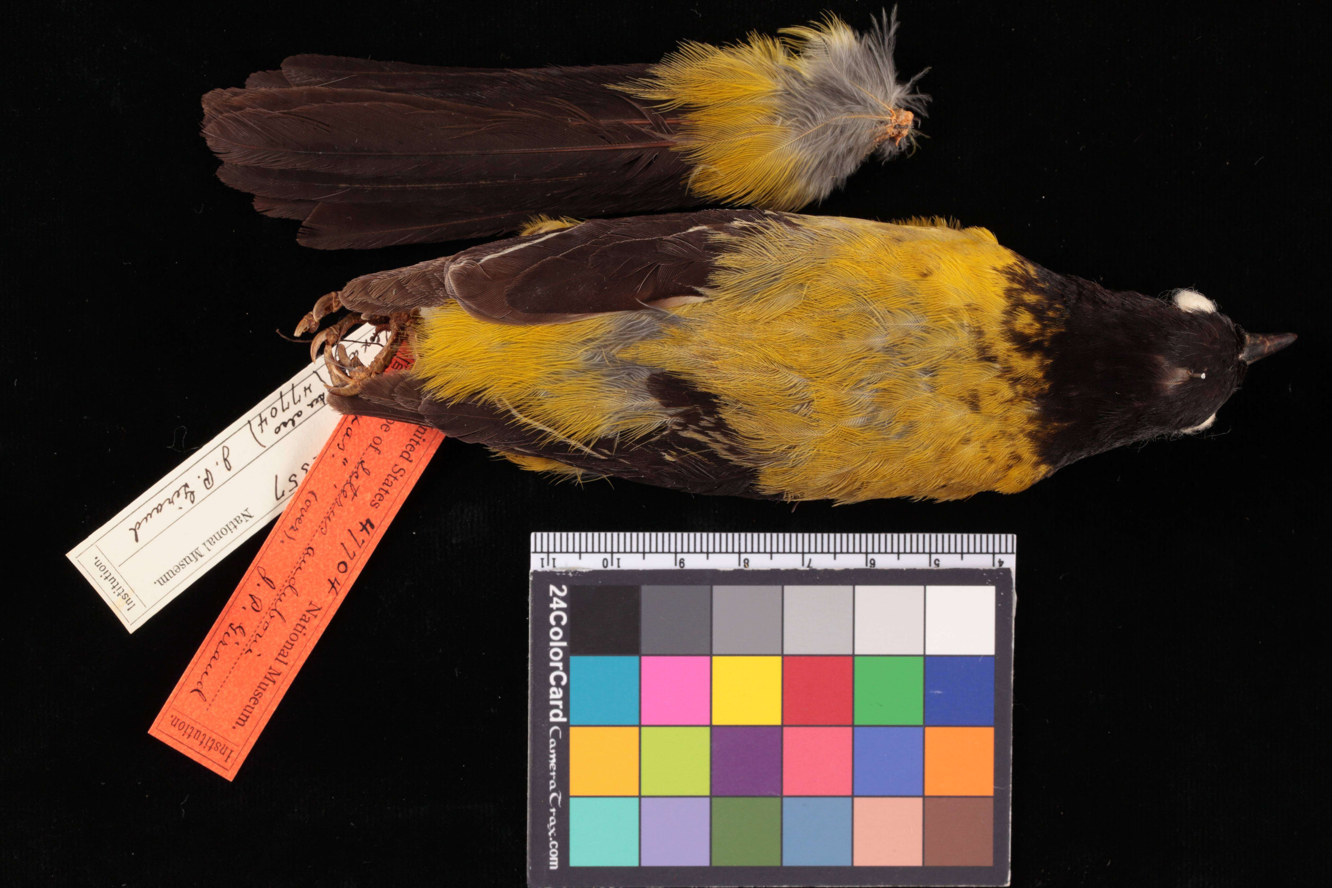 Imagem de Icterus graduacauda audubonii Giraud Jr 1841