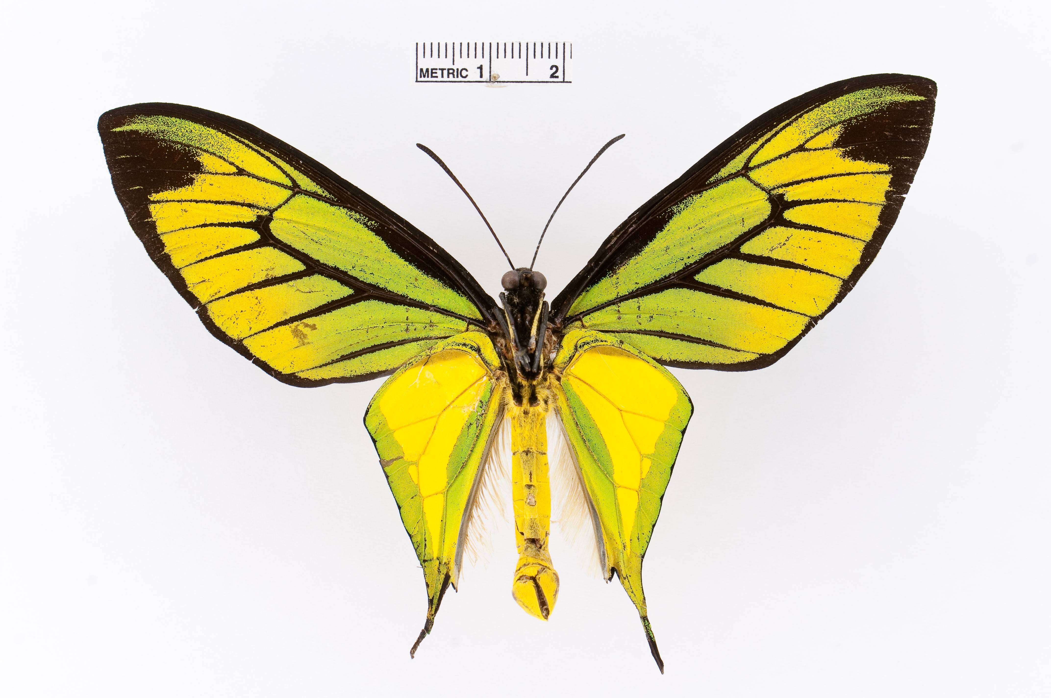 Слика од Ornithoptera paradisea Staudinger 1893