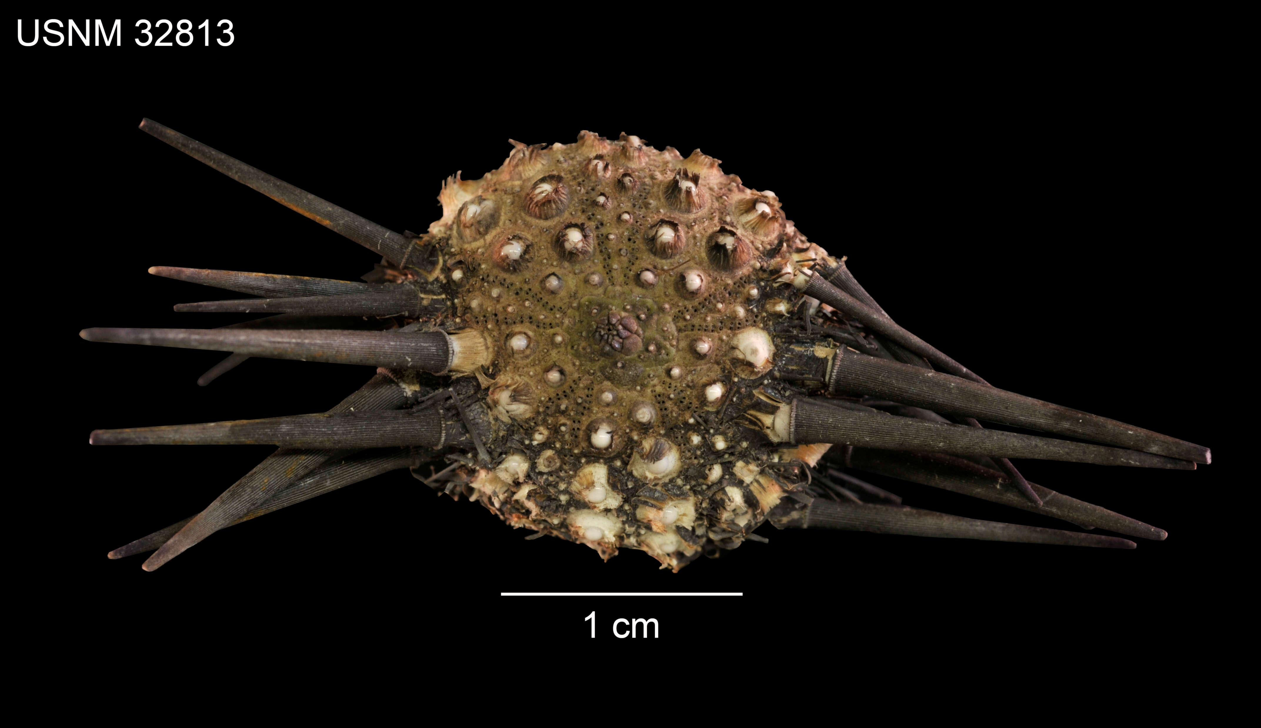 Image of Burrowing urchin