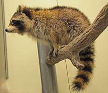 Image of raccoons