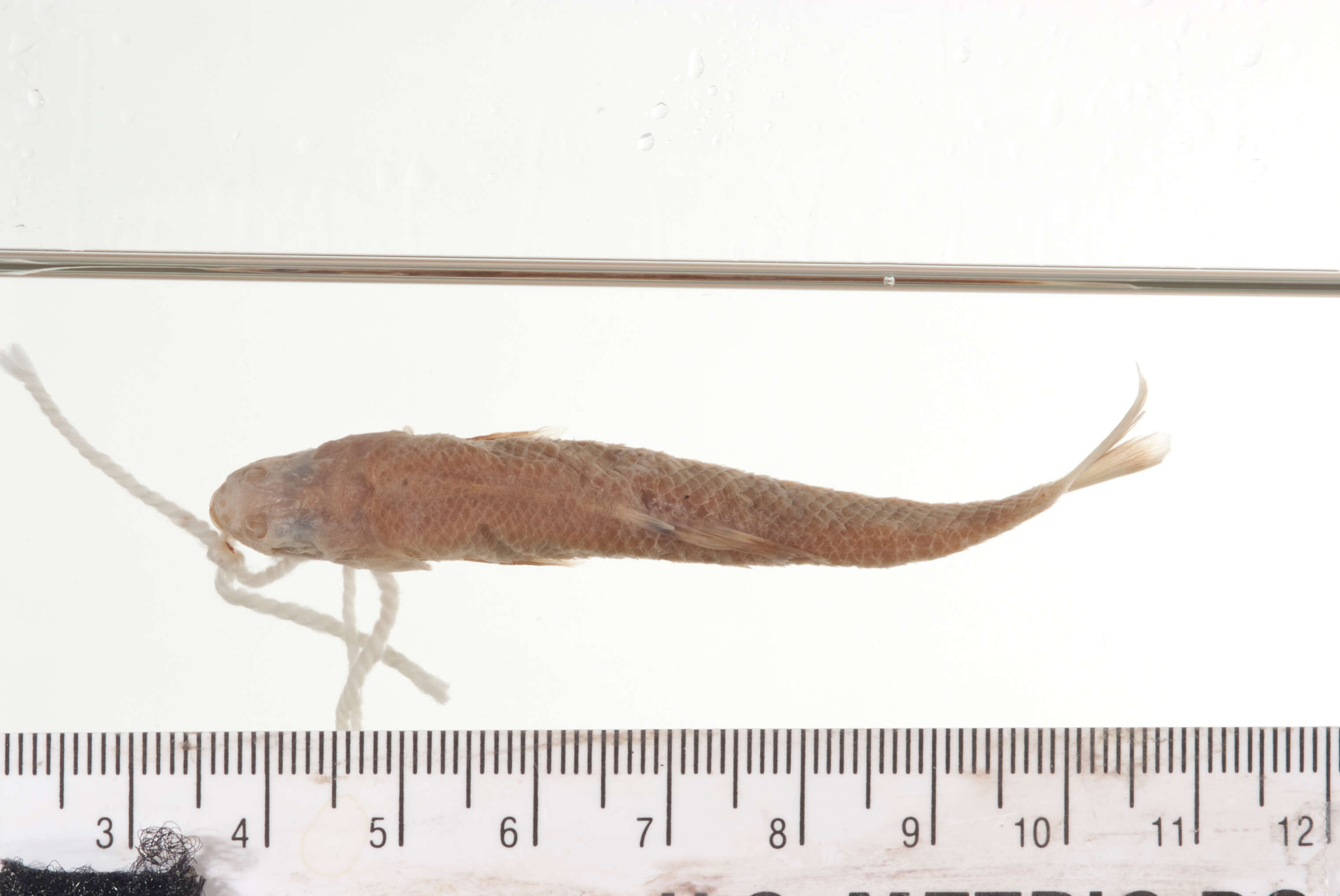 Image of Bullhead Minnow