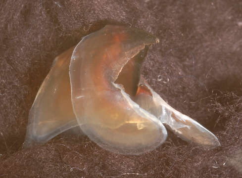 Image of arrow-finned squid