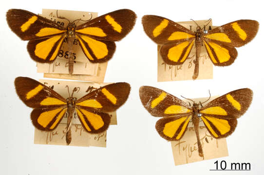 صورة Atyria subdichroa Dognin 1900