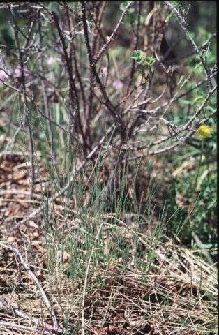 Слика од Poa glauca subsp. glauca