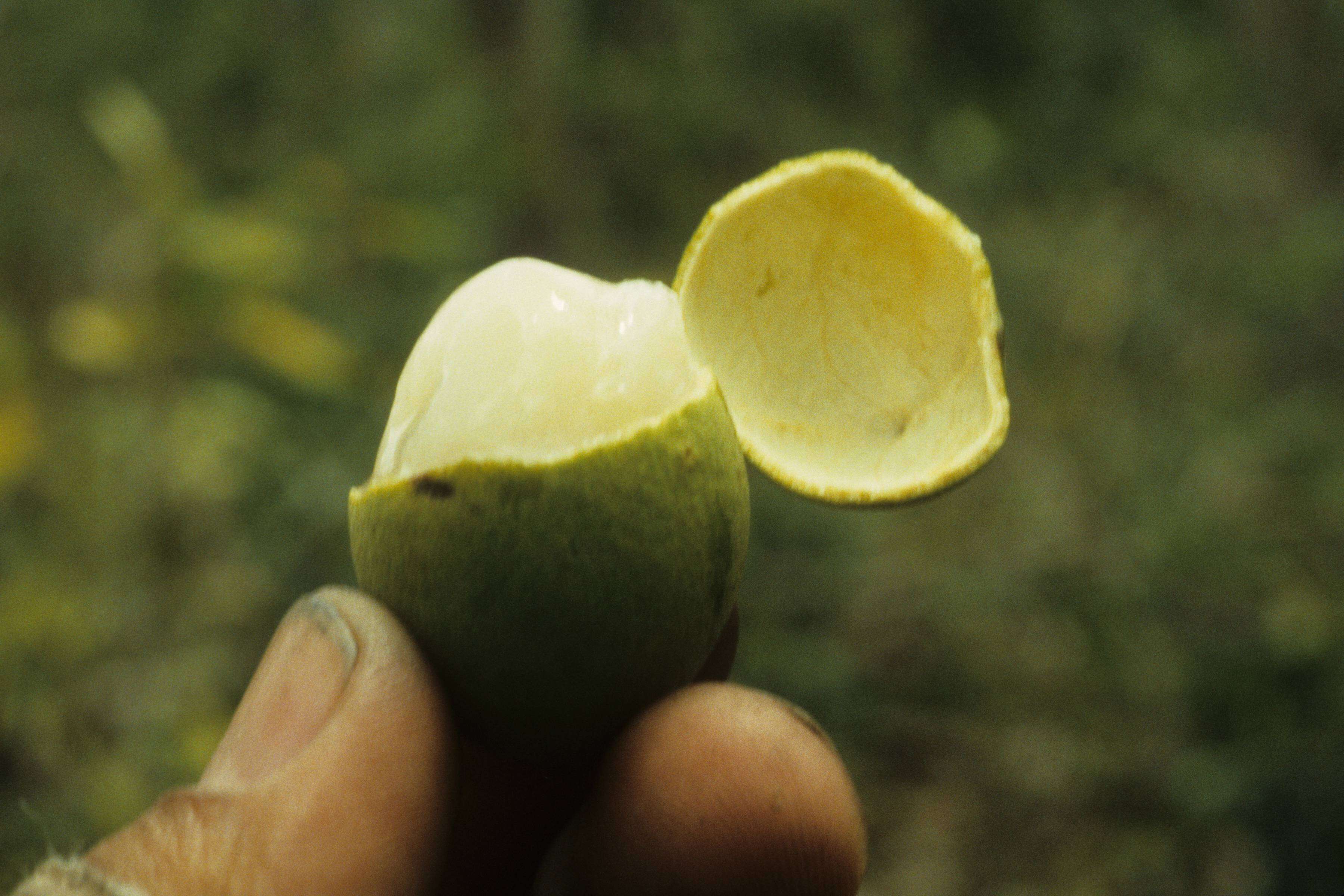 Image of Melicoccus oliviformis subsp. oliviformis