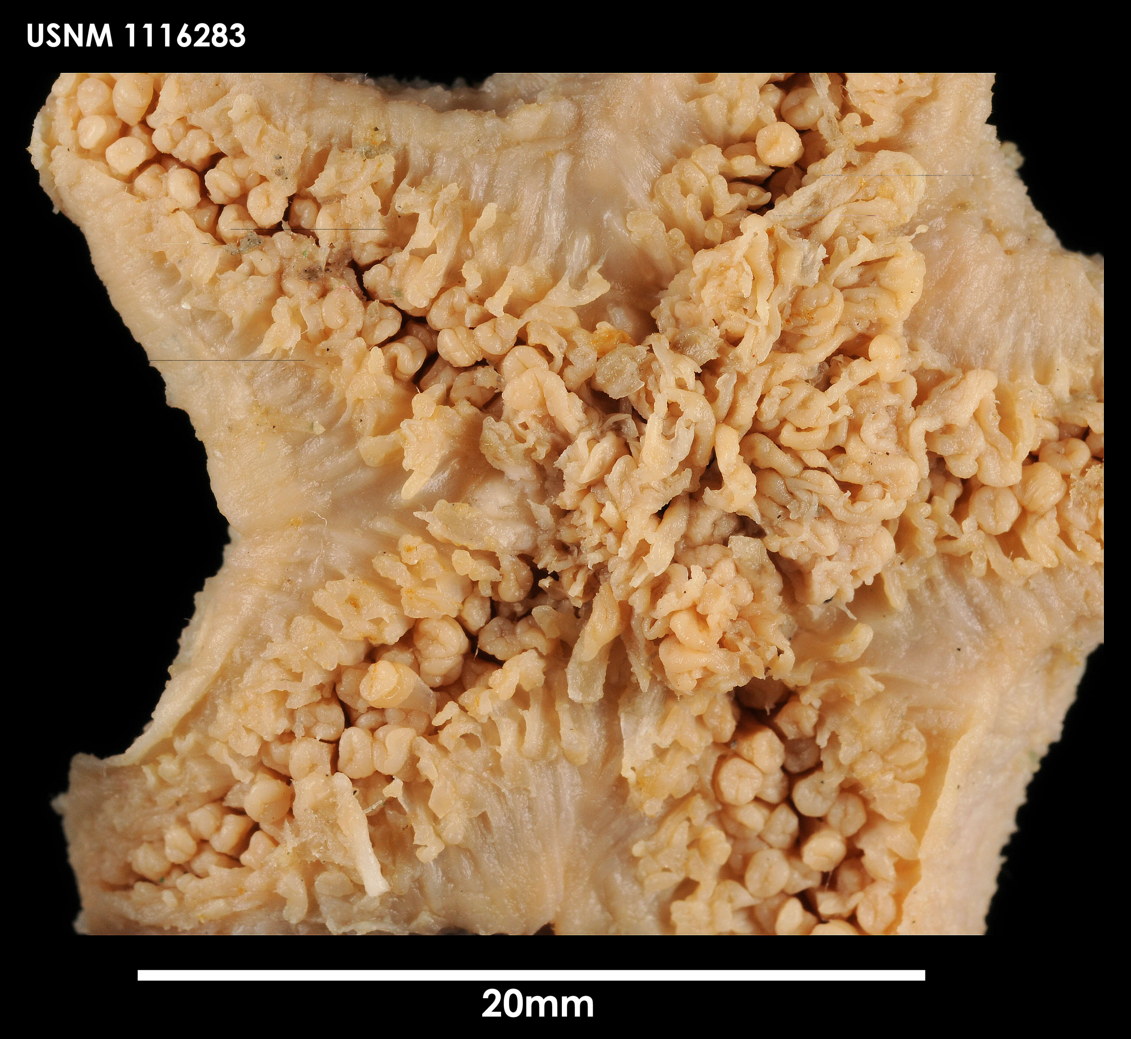 Image of Pteraster rugatus Sladen 1882