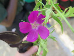 Image of purple poppymallow