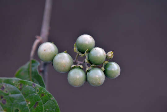 Image of Solanum L.