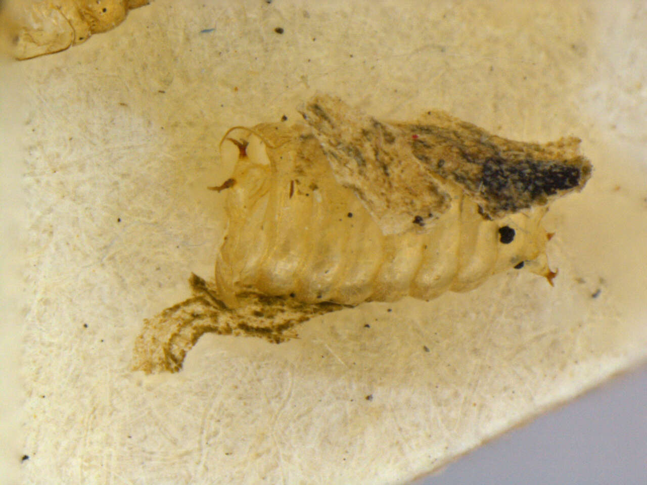 Image of Liriomyza blechi Spencer 1973