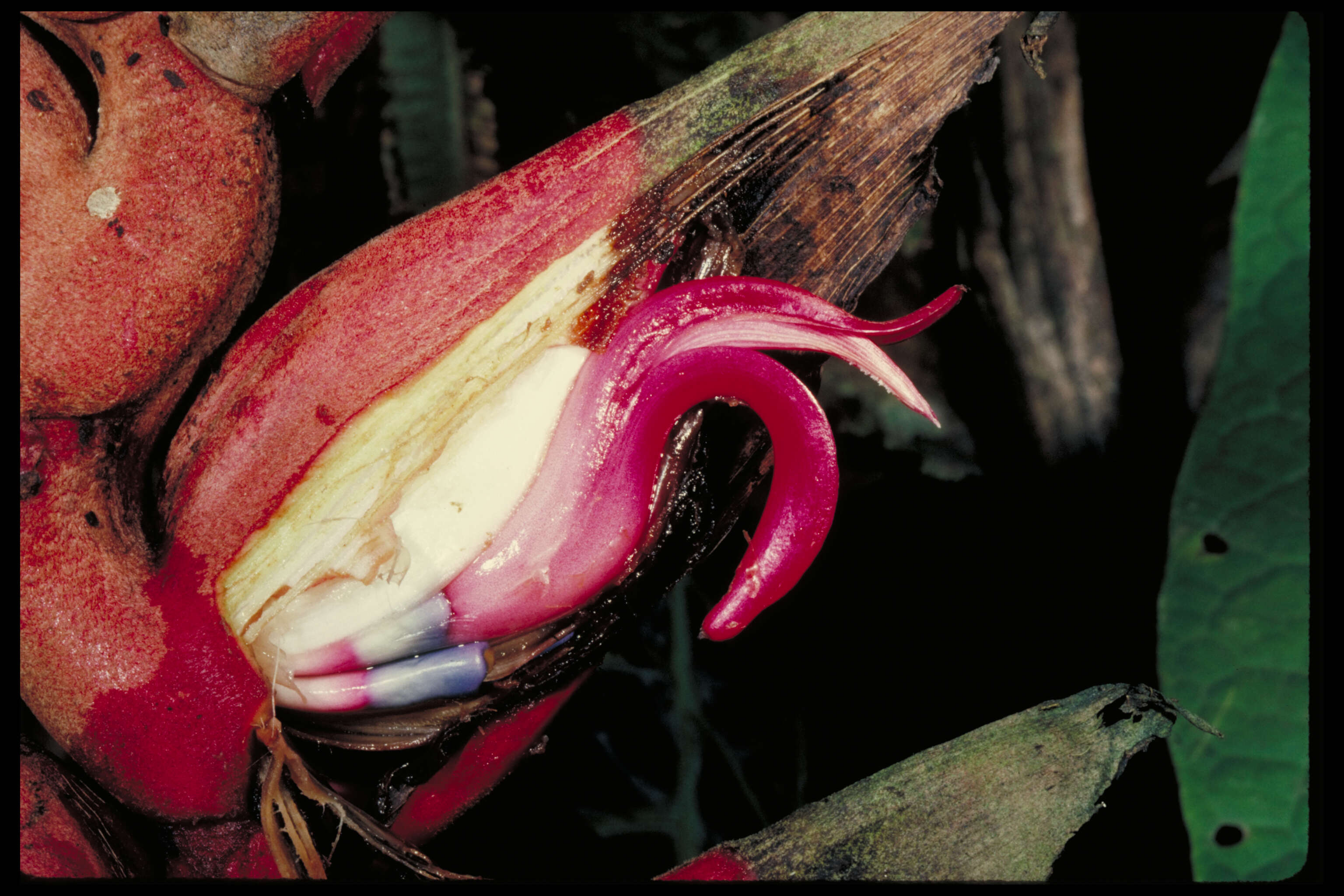 Image of Heliconia rhodantha Abalo & G. Morales