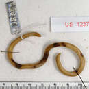 Image of Island Worm Snake