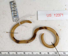 Image of Island Worm Snake