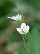 Image of Australasian geranium