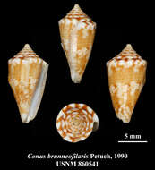 صورة Conus brunneofilaris Petuch 1990