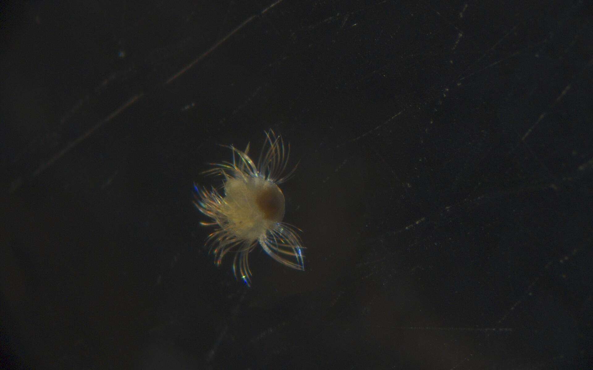 Image of Spionidae