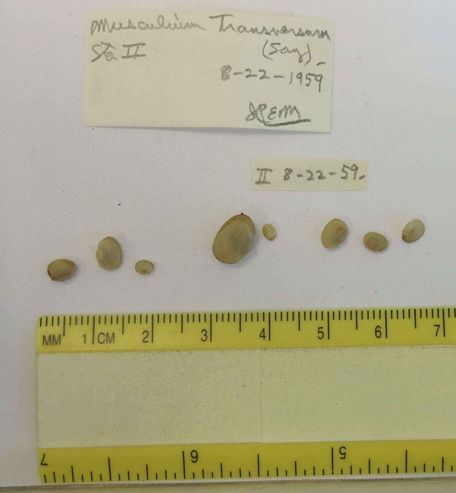 Image of Long Fingernail Clam