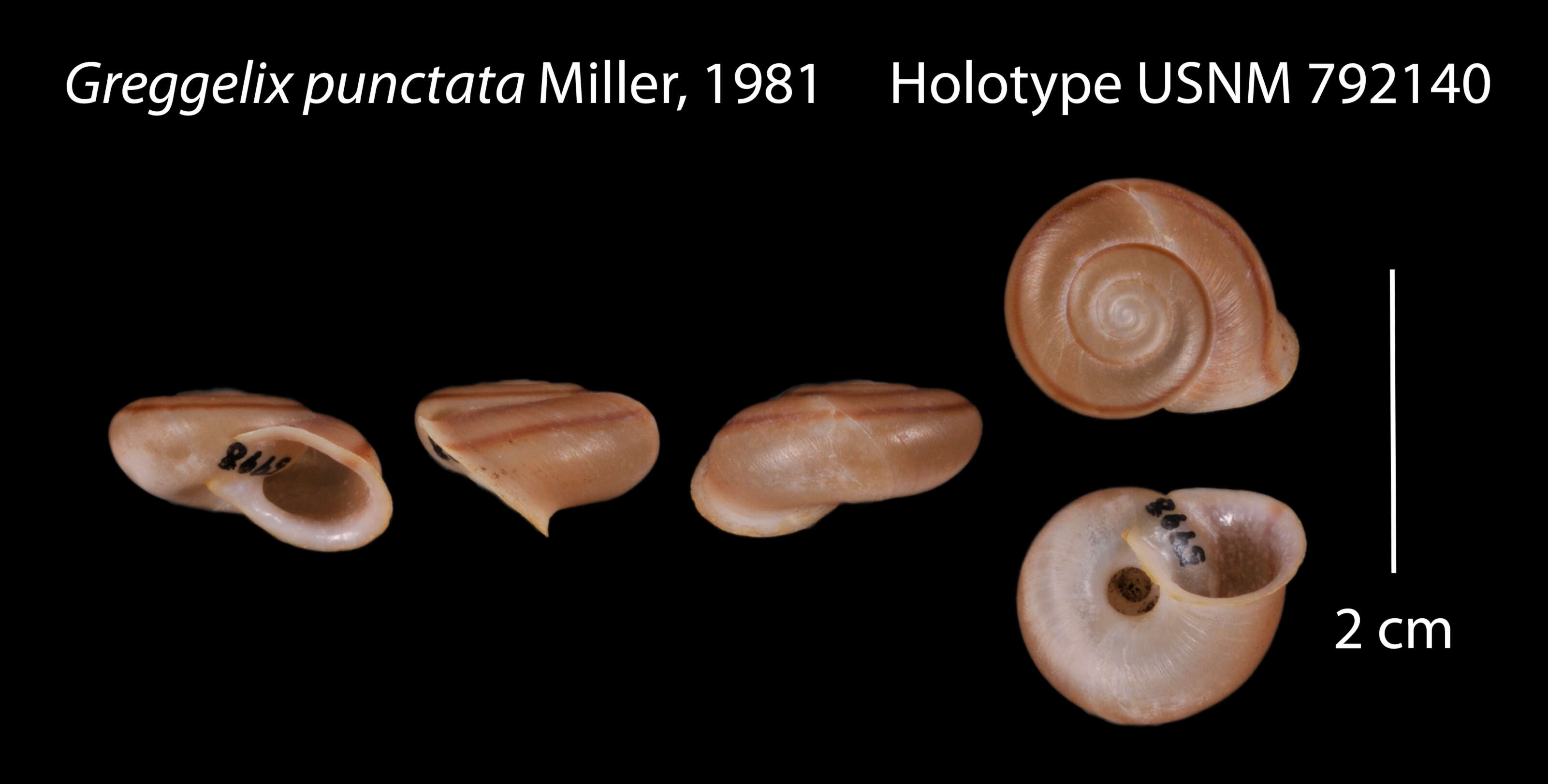 Image of Greggelix punctata W. B. Miller 1981