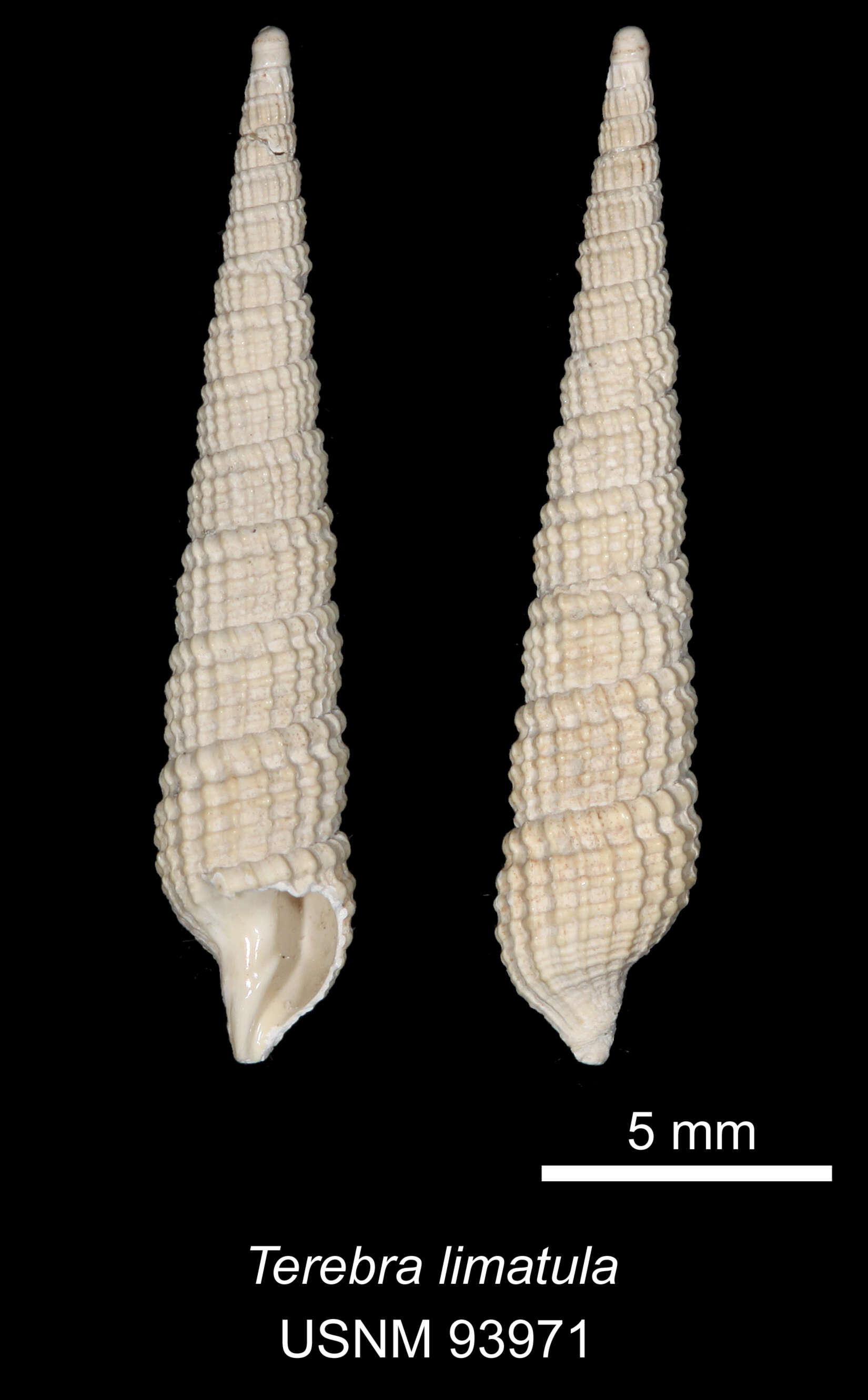 Image of Neoterebra limatula (Dall 1889)