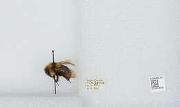 Image de Bombus insularis (Smith 1861)