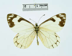 Image of Pieris Hübner 1819