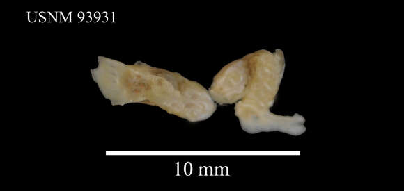Image of Clavularia frankliniana Roule 1902