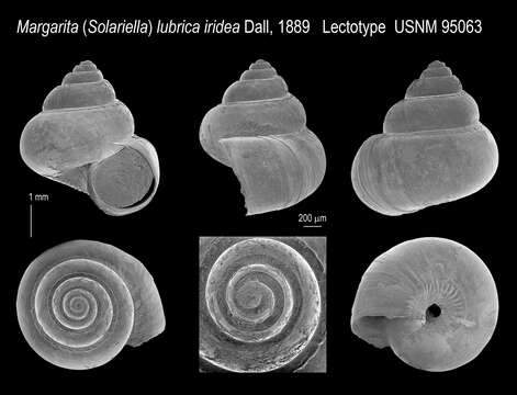 Suavotrochus lubricus (Dall 1881)的圖片