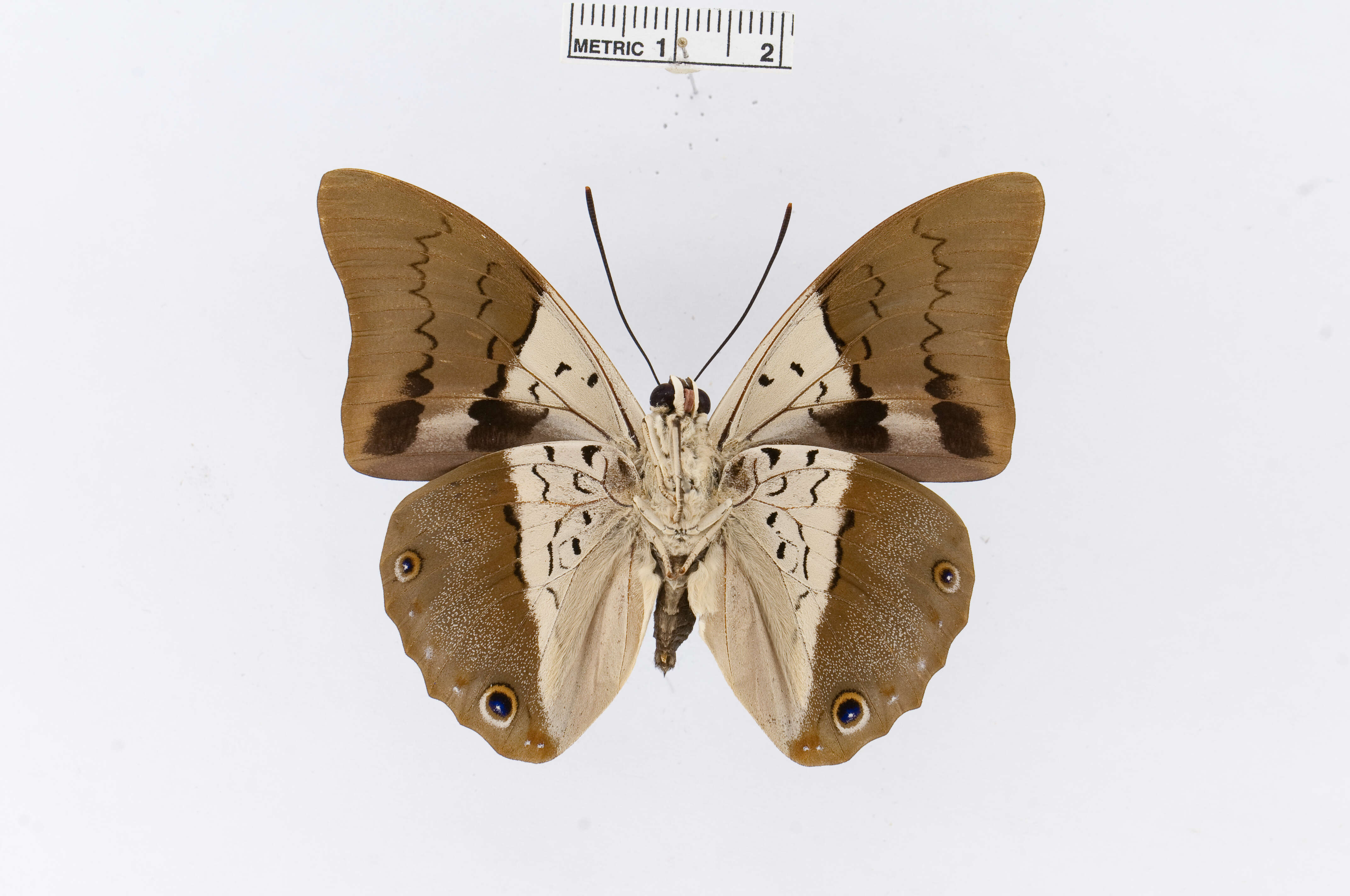 Image of Prepona dexamenus Hopffer 1874