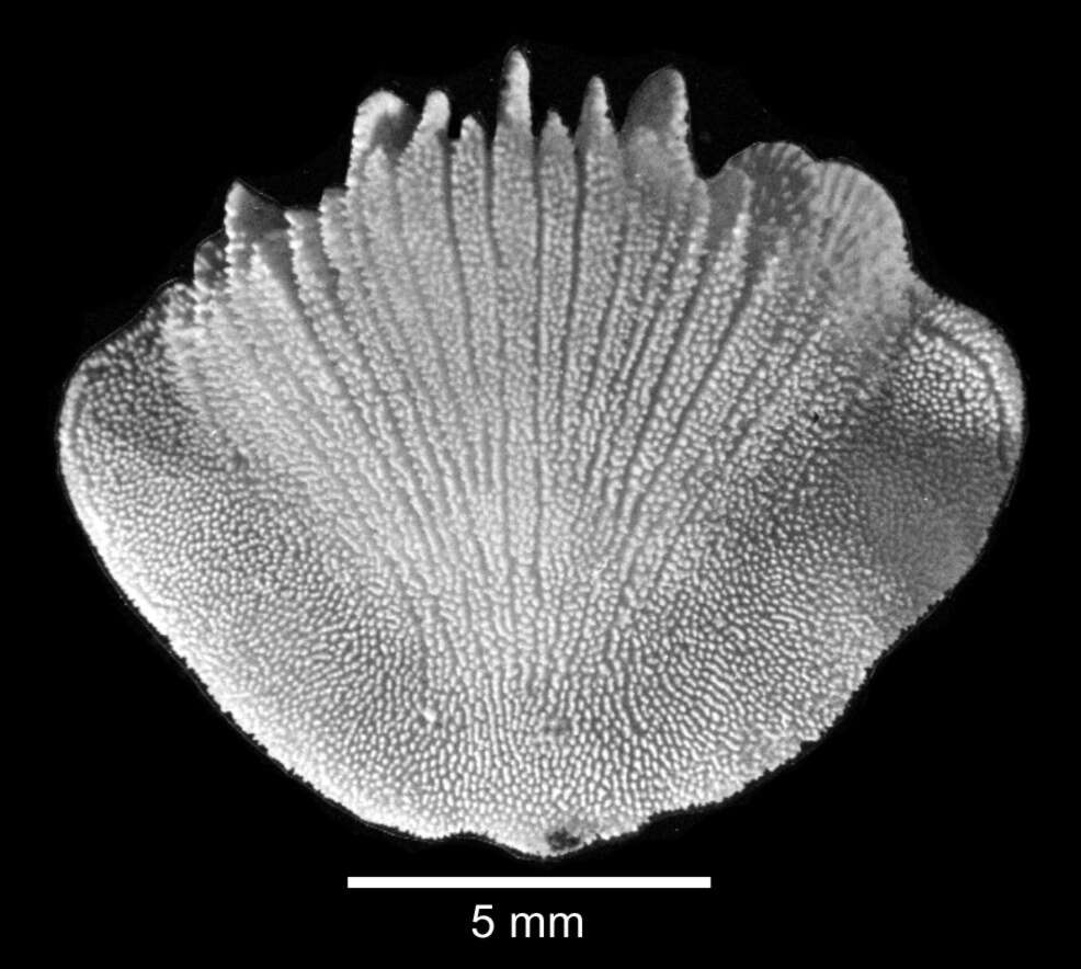 Image of Tropidocyathus lessonii (Michelin 1842)