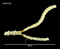 Sivun Antarcticaetos bubeccata (Rogick 1955) kuva