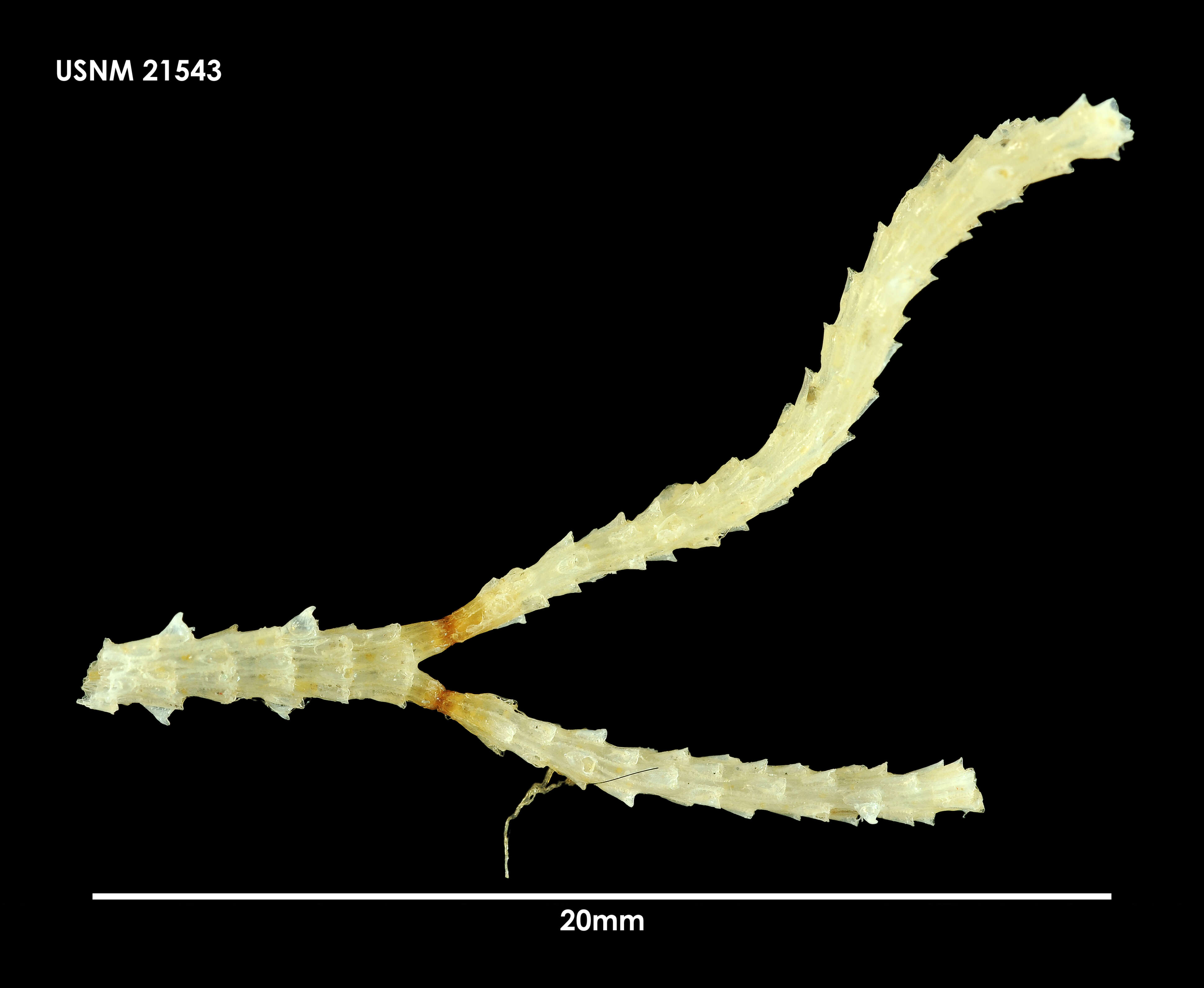 Sivun Antarcticaetos bubeccata (Rogick 1955) kuva