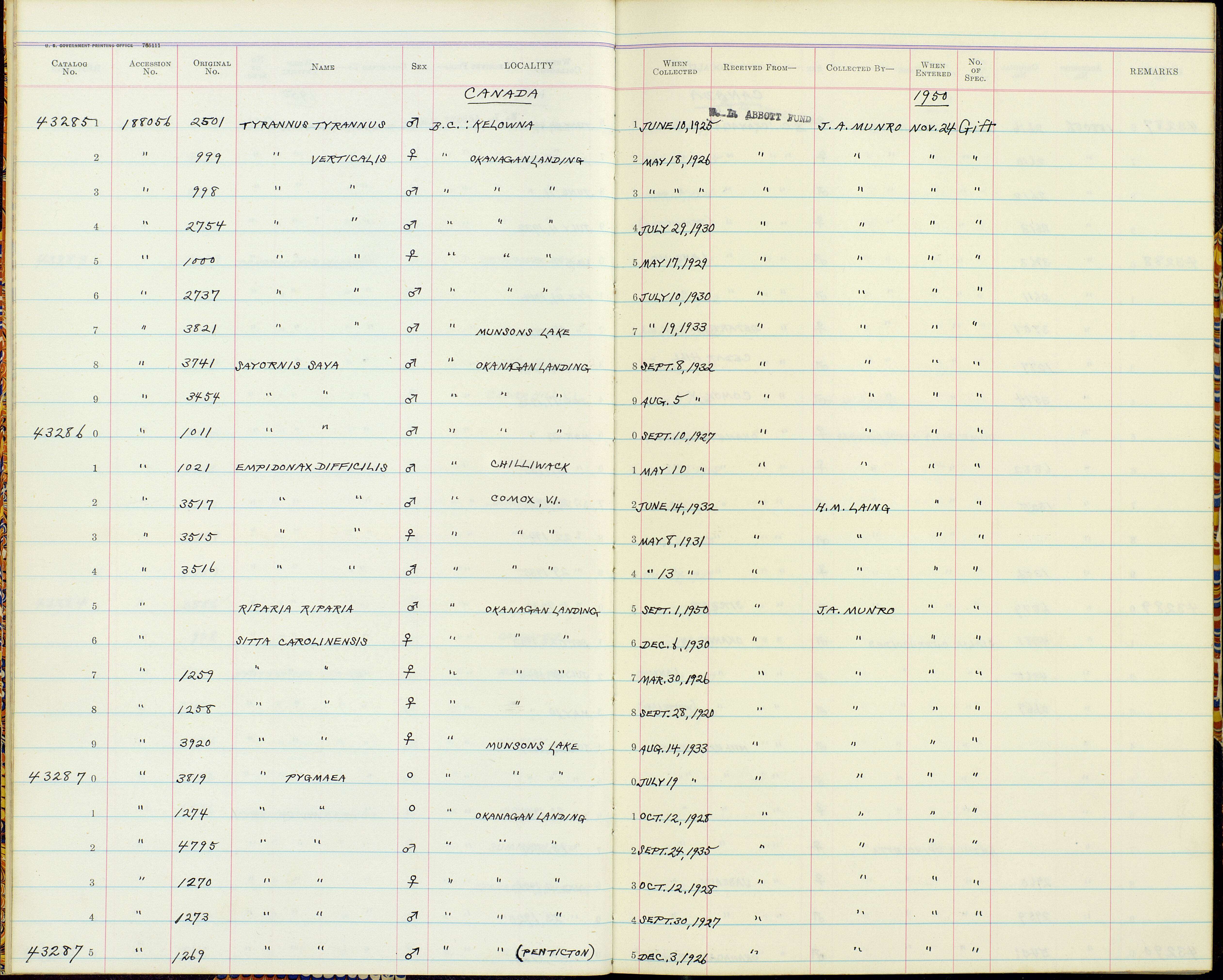 Sivun Empidonax difficilis difficilis Baird & SF 1858 kuva