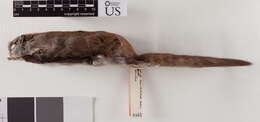 Image of Carolina northern flying squirrel