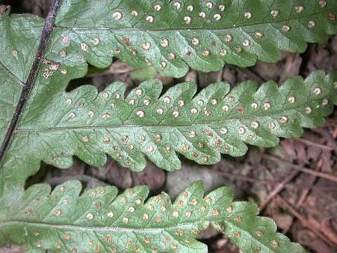 Image of Gaudichaud's halberd fern